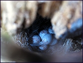 Šoupálek krátkoprstý - hnízdo