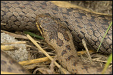 Užovka hladká (Coronella austriaca)