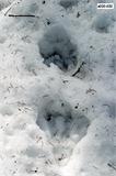bobří stopy ve sněhu