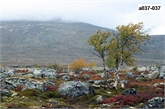 Norsko - nár. parky Rondane a Dovrefjell